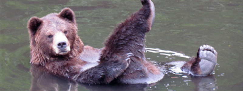 Der Bär legt sich Reserven an