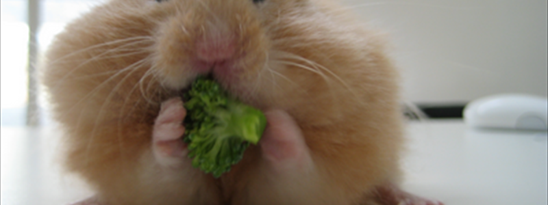 Der Hamster weiss wie man es macht...